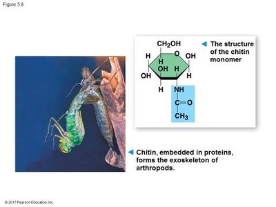 Chitin structure and function
