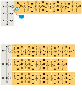 Synthesis of a fat molecule (triglyceride)