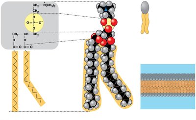 Phospholipid structure and bilayer formation