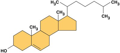 Steroid structure (cholesterol)