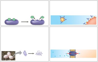 Examples of protein functions