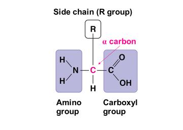 General structure of an amino acid