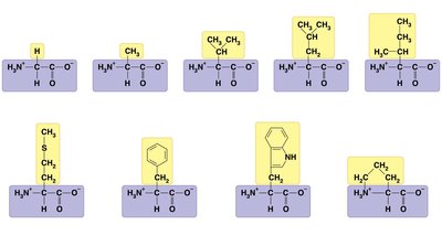 Nonpolar amino acids