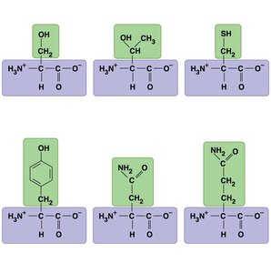 Polar amino acids