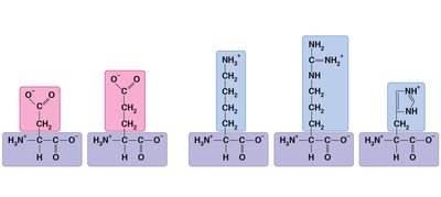Charged amino acids