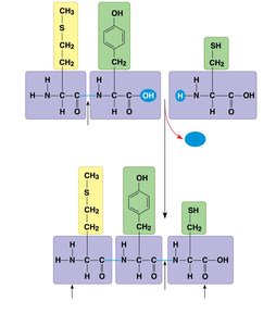 Peptide bond formation