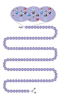 Primary structure of a protein