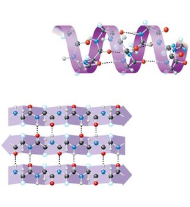 Secondary structure: alpha helix and beta sheet
