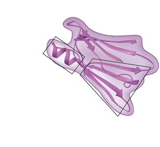 Tertiary structure of a protein