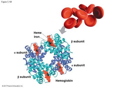 Hemoglobin: example of quaternary structure