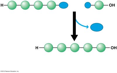 Dehydration reaction forming a polymer