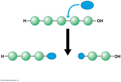 Hydrolysis breaking a polymer