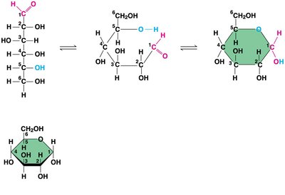 Linear and ring forms of glucose
