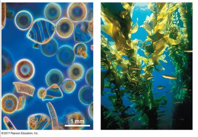 Diversity of eukaryotic organisms: algae and kelp