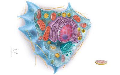 Generalized animal cell with labeled organelles