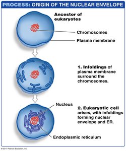 Process of nuclear envelope origin through membrane infolding
