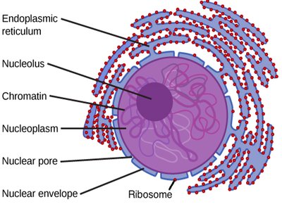 Electron micrographs of rough and smooth endoplasmic reticulum