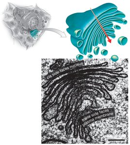Structure and polarity of the Golgi apparatus