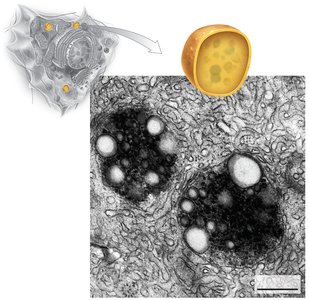 Lysosome structure and function in digestion