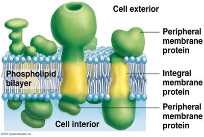 Structure of the plasma membrane showing phospholipid bilayer and membrane proteins