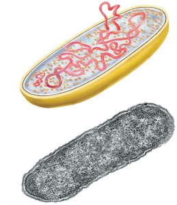 Diagram of a prokaryotic cell showing chromosome, plasmid, and other structures