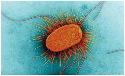 Electron micrograph of a prokaryotic cell with flagella and fimbriae