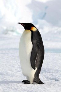 A penguin standing on ice, representing bird diversity