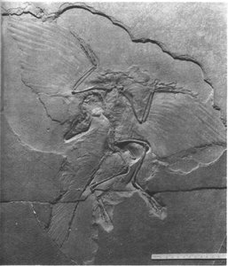 Archaeopteryx fossil