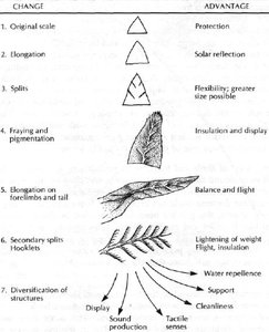 Diagram showing evolutionary changes from scales to feathers