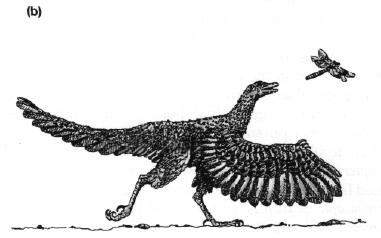 Illustration of cursorial theory of flight evolution