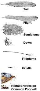 Illustration of major feather types