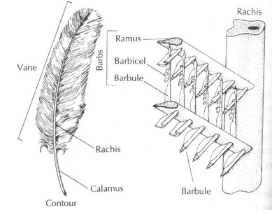 Diagram of feather structure