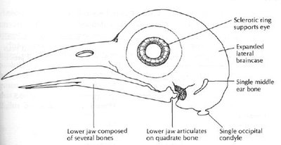 Diagram of tridactyl bird feet