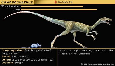 Compsognathus illustration and facts