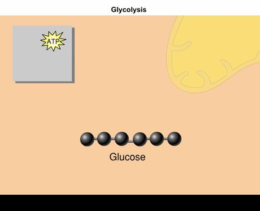 Glycolysis: overview of glucose to pyruvate