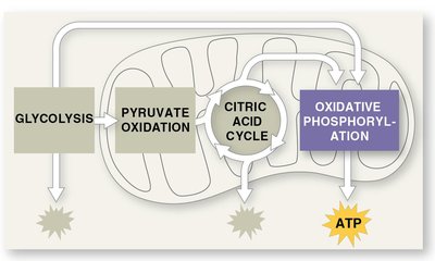 ATP synthase and chemiosmosis mechanism