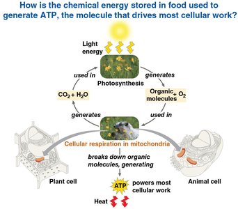 Overview of energy flow in photosynthesis and cellular respiration