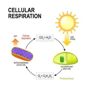 Cellular respiration and photosynthesis cycle