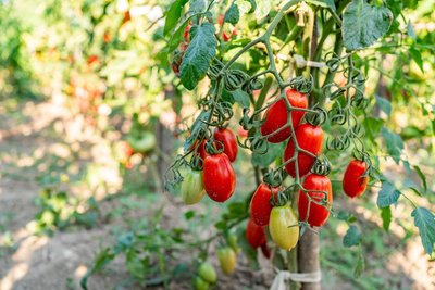 Unhealthy tomato plants