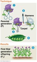 Mendel's pea plant crossing technique and results