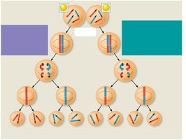 Diagram of chromosome segregation during meiosis