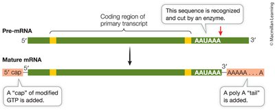 Processing the ends of eukaryotic pre-mRNA