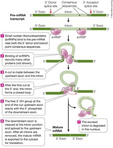 RNA splicing