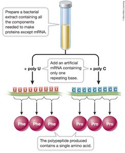 Deciphering the genetic code experiment