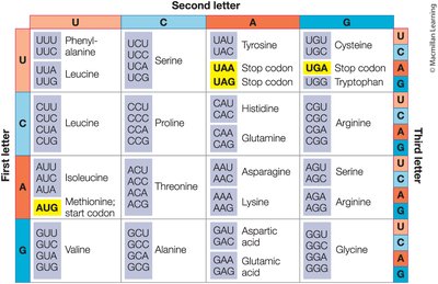 The genetic code table