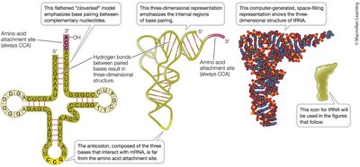 Transfer RNA structure