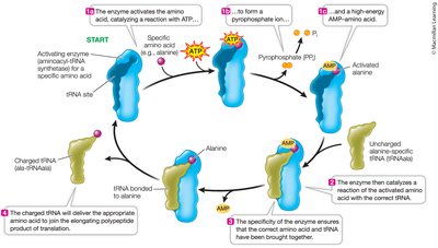 Charging a tRNA molecule
