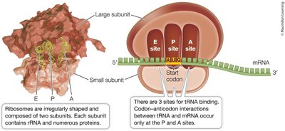 Ribosome structure