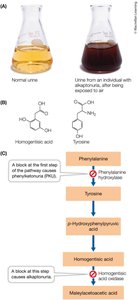 Alkaptonuria and Phenylketonuria metabolic pathway