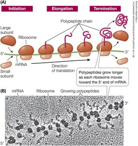 Polysome structure